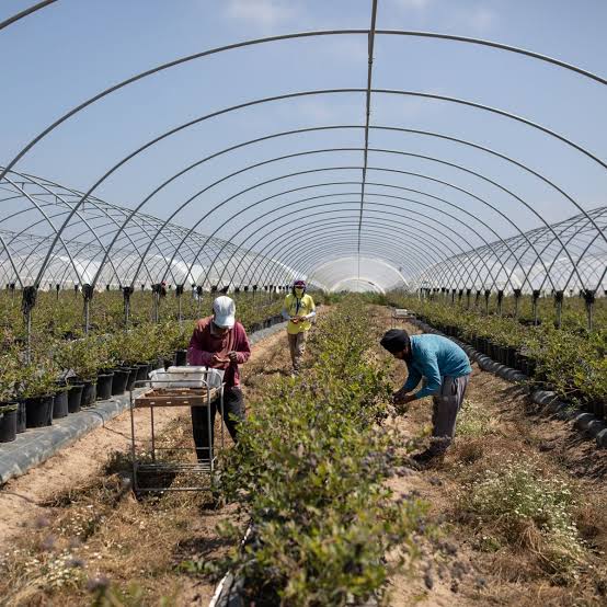 Manpower for Agriculture - Image 1